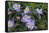 Colorado Columbine from Gothic Road, Crested Butte, Colorado-Howie Garber-Framed Stretched Canvas