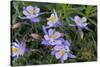 Colorado Columbine from Gothic Road, Crested Butte, Colorado-Howie Garber-Stretched Canvas