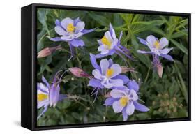 Colorado Columbine from Gothic Road, Crested Butte, Colorado-Howie Garber-Framed Stretched Canvas