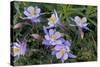 Colorado Columbine from Gothic Road, Crested Butte, Colorado-Howie Garber-Stretched Canvas