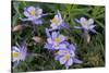 Colorado Columbine from Gothic Road, Crested Butte, Colorado-Howie Garber-Stretched Canvas