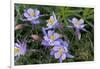 Colorado Columbine from Gothic Road, Crested Butte, Colorado-Howie Garber-Framed Photographic Print