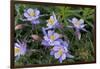 Colorado Columbine from Gothic Road, Crested Butte, Colorado-Howie Garber-Framed Photographic Print