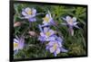 Colorado Columbine from Gothic Road, Crested Butte, Colorado-Howie Garber-Framed Photographic Print