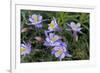 Colorado Columbine from Gothic Road, Crested Butte, Colorado-Howie Garber-Framed Photographic Print