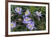 Colorado Columbine from Gothic Road, Crested Butte, Colorado-Howie Garber-Framed Photographic Print