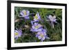 Colorado Columbine from Gothic Road, Crested Butte, Colorado-Howie Garber-Framed Photographic Print