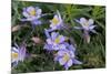 Colorado Columbine from Gothic Road, Crested Butte, Colorado-Howie Garber-Mounted Photographic Print
