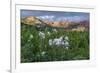 Colorado Columbine from Gothic Road, Crested Butte, Colorado-Howie Garber-Framed Photographic Print