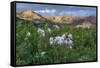 Colorado Columbine from Gothic Road, Crested Butte, Colorado-Howie Garber-Framed Stretched Canvas