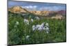 Colorado Columbine from Gothic Road, Crested Butte, Colorado-Howie Garber-Mounted Photographic Print