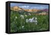 Colorado Columbine from Gothic Road, Crested Butte, Colorado-Howie Garber-Framed Stretched Canvas