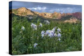 Colorado Columbine from Gothic Road, Crested Butte, Colorado-Howie Garber-Stretched Canvas