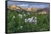 Colorado Columbine from Gothic Road, Crested Butte, Colorado-Howie Garber-Framed Stretched Canvas