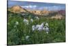 Colorado Columbine from Gothic Road, Crested Butte, Colorado-Howie Garber-Stretched Canvas