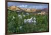 Colorado Columbine from Gothic Road, Crested Butte, Colorado-Howie Garber-Framed Photographic Print