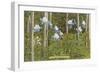 Colorado Columbines and Aspens-null-Framed Art Print