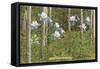 Colorado Columbines and Aspens-null-Framed Stretched Canvas