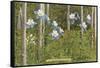 Colorado Columbines and Aspens-null-Framed Stretched Canvas