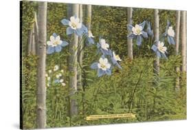 Colorado Columbines and Aspens-null-Stretched Canvas