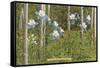 Colorado Columbines and Aspens-null-Framed Stretched Canvas