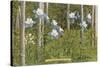 Colorado Columbines and Aspens-null-Stretched Canvas