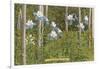 Colorado Columbines and Aspens-null-Framed Art Print