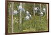 Colorado Columbines and Aspens-null-Framed Art Print