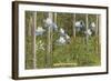 Colorado Columbines and Aspens-null-Framed Art Print