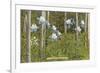 Colorado Columbines and Aspens-null-Framed Art Print