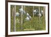 Colorado Columbines and Aspens-null-Framed Art Print