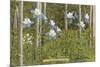 Colorado Columbines and Aspens-null-Mounted Premium Giclee Print