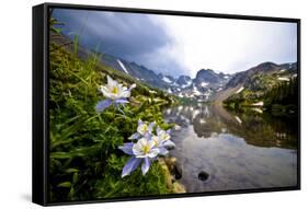 Colorado Columbines Blooming in Early July with Spring Run Off, Indian Peaks Rocky Mountains-Daniel Gambino-Framed Stretched Canvas