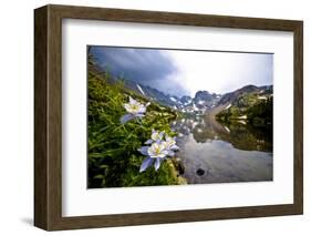 Colorado Columbines Blooming in Early July with Spring Run Off, Indian Peaks Rocky Mountains-Daniel Gambino-Framed Photographic Print