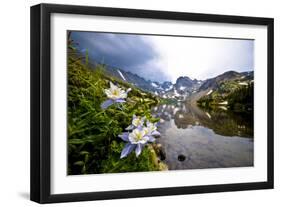 Colorado Columbines Blooming in Early July with Spring Run Off, Indian Peaks Rocky Mountains-Daniel Gambino-Framed Photographic Print