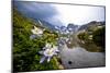 Colorado Columbines Blooming in Early July with Spring Run Off, Indian Peaks Rocky Mountains-Daniel Gambino-Mounted Photographic Print