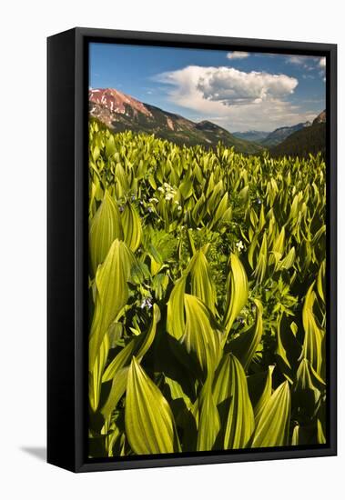 Colorado, Crested Butte. Corn Lily Field and Wildflowers in Summer-Jaynes Gallery-Framed Stretched Canvas