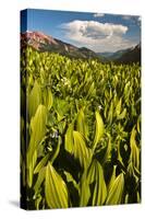 Colorado, Crested Butte. Corn Lily Field and Wildflowers in Summer-Jaynes Gallery-Stretched Canvas