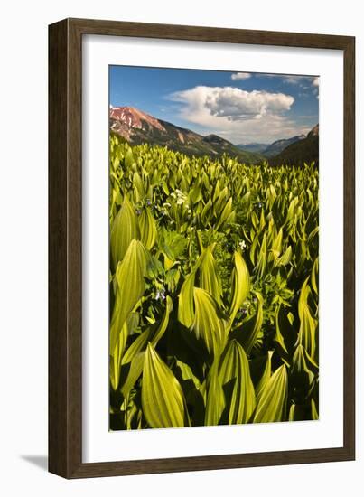 Colorado, Crested Butte. Corn Lily Field and Wildflowers in Summer-Jaynes Gallery-Framed Photographic Print