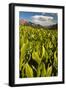 Colorado, Crested Butte. Corn Lily Field and Wildflowers in Summer-Jaynes Gallery-Framed Photographic Print