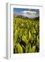 Colorado, Crested Butte. Corn Lily Field and Wildflowers in Summer-Jaynes Gallery-Framed Photographic Print