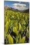 Colorado, Crested Butte. Corn Lily Field and Wildflowers in Summer-Jaynes Gallery-Mounted Photographic Print