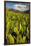 Colorado, Crested Butte. Corn Lily Field and Wildflowers in Summer-Jaynes Gallery-Framed Premium Photographic Print