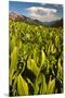 Colorado, Crested Butte. Corn Lily Field and Wildflowers in Summer-Jaynes Gallery-Mounted Premium Photographic Print