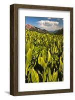 Colorado, Crested Butte. Corn Lily Field and Wildflowers in Summer-Jaynes Gallery-Framed Photographic Print