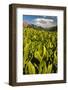 Colorado, Crested Butte. Corn Lily Field and Wildflowers in Summer-Jaynes Gallery-Framed Photographic Print