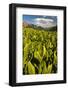 Colorado, Crested Butte. Corn Lily Field and Wildflowers in Summer-Jaynes Gallery-Framed Photographic Print