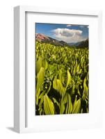 Colorado, Crested Butte. Corn Lily Field and Wildflowers in Summer-Jaynes Gallery-Framed Photographic Print