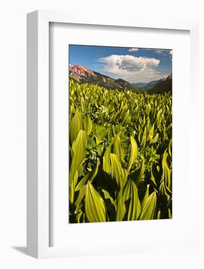Colorado, Crested Butte. Corn Lily Field and Wildflowers in Summer-Jaynes Gallery-Framed Photographic Print