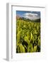 Colorado, Crested Butte. Corn Lily Field and Wildflowers in Summer-Jaynes Gallery-Framed Photographic Print